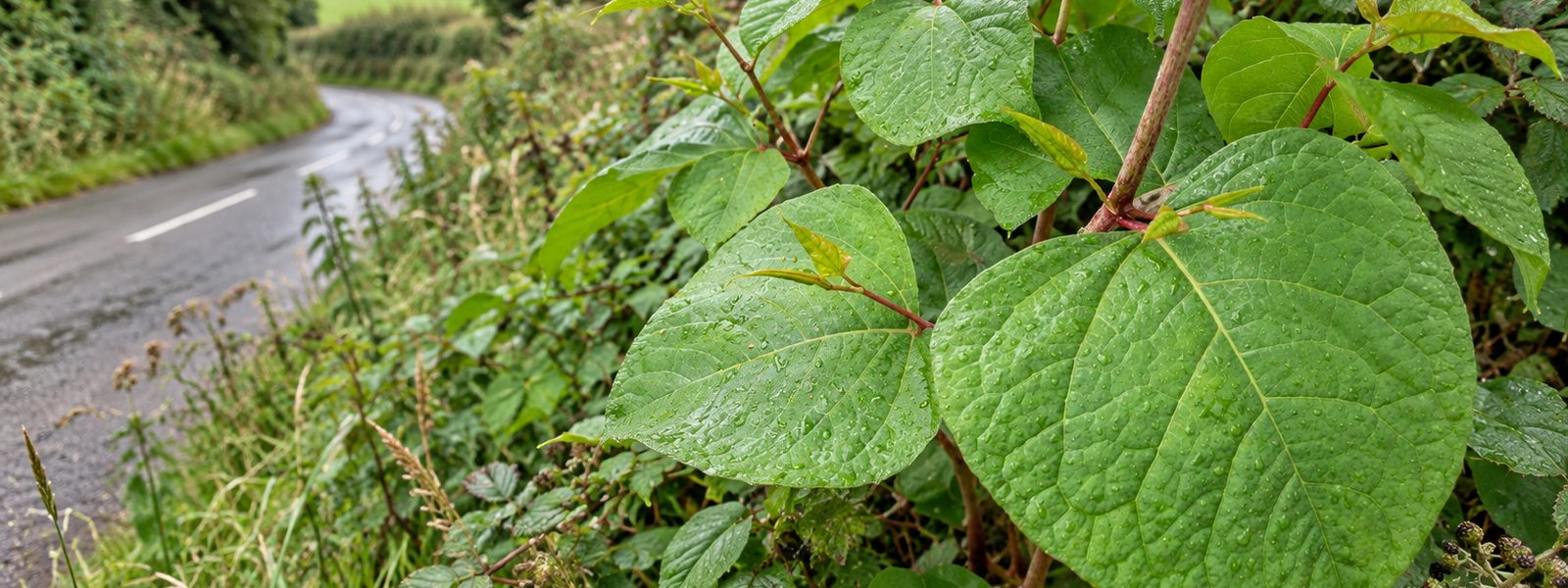 Business Knotweed Treatment in the South East
