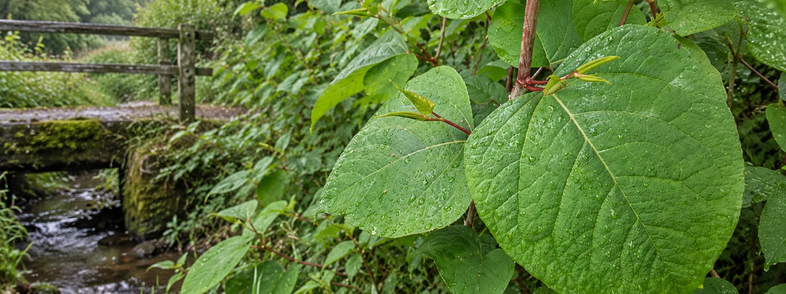 Business Knotweed Treatment in the South West